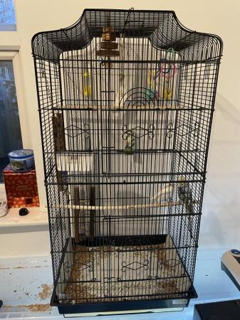 Image 3 of Two budgies with cage!!!