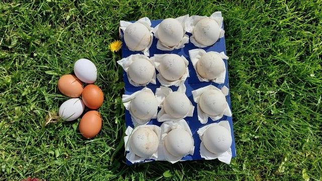 Image 2 of Hatching Goose eggs for sale