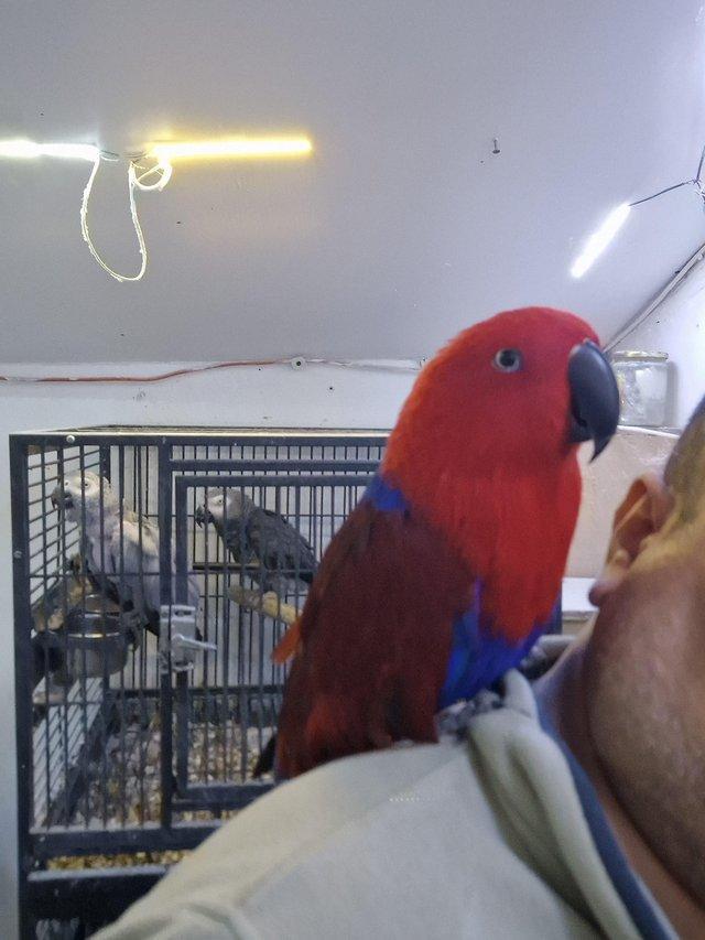Preview of the first image of Female Eclectus parrots for sale....