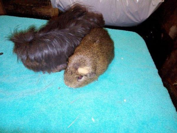 Image 3 of One smooth coat and one coronet guinea pigs