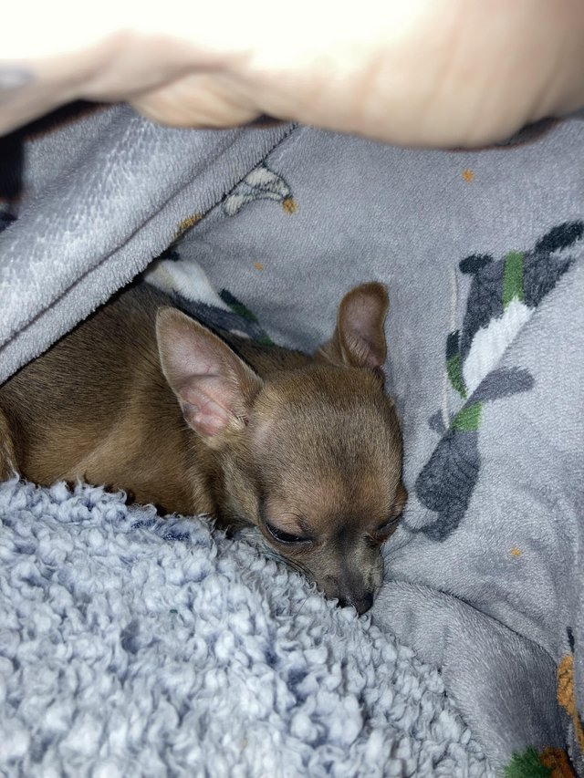 Teacup chihuahua for sale sales preloved