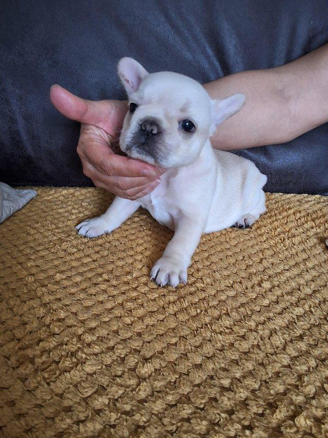 Preview of the first image of 8 week old French bull dog's.