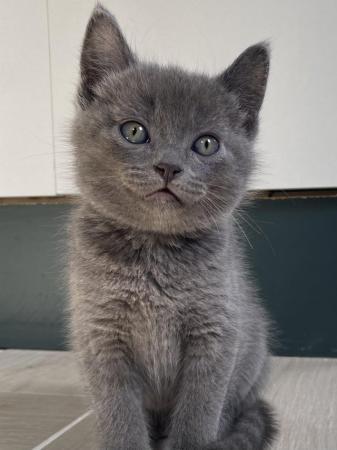 Image 1 of Beautiful British Shorthair / Siberian Kittens