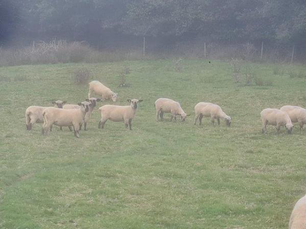 Image 1 of Wanted land to rent for sheep,