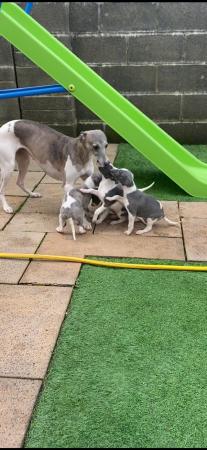 Image 8 of Stunning! Very well bred kc reg whippet pups