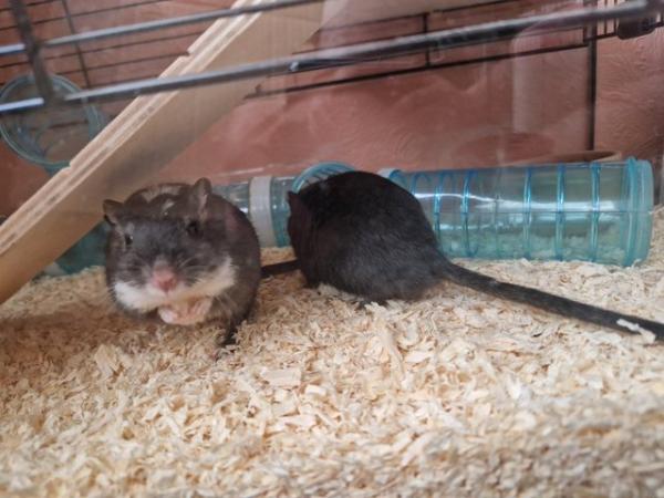 Image 4 of 2 male gerbils for adoption