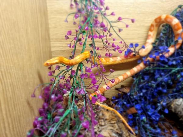Image 1 of Beautiful Amel Motley Corn Snake