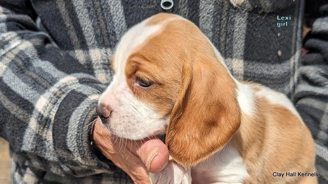 Image 16 of Quality, F1, Beaglier puppies, ready soon.