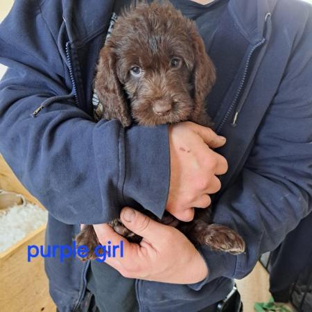 Image 6 of ITALIAN SPINONE X MINI POODLE PUPPIES