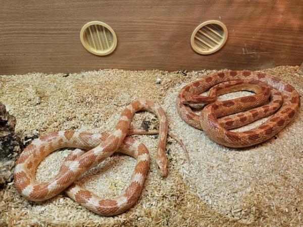 Image 2 of Breeding pair corn snakes looking for new home