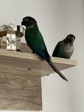 Image 4 of 2 blue conures for sale