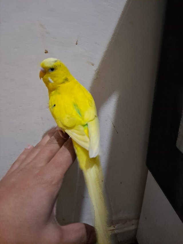Preview of the first image of Friendly hand tamed budgies for sale.