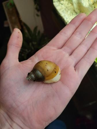 Image 3 of Juvenile Giant Albino African Land Snails