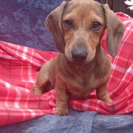 Image 11 of Kc registered smooth haired miniature dachshund puppies