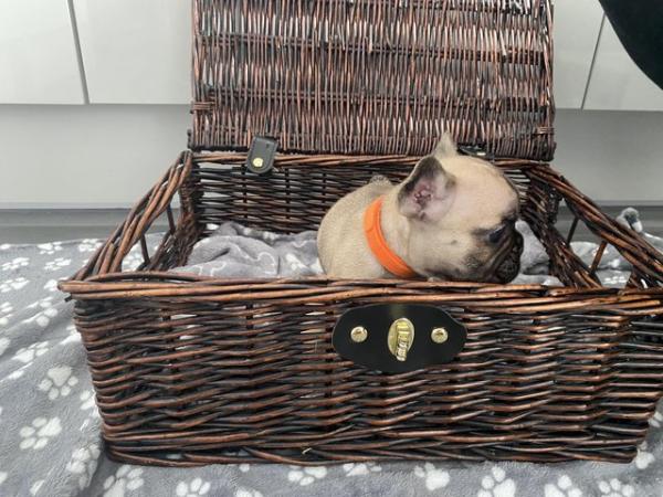 Image 10 of KC Registered French Bulldog Puppies