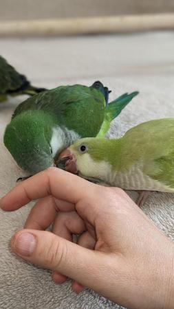 Image 10 of Talking Quaker parrots new nest soon