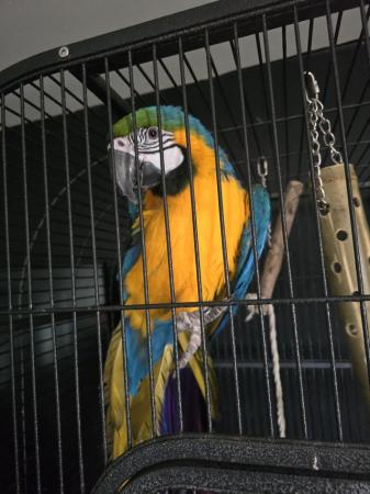 Image 2 of 3 year old blue and gold female macaw for sale