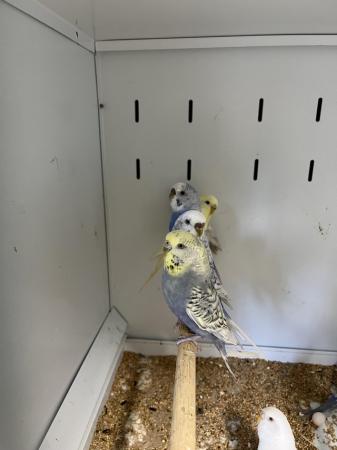 Image 11 of Aviary bred parent reared baby budgies.