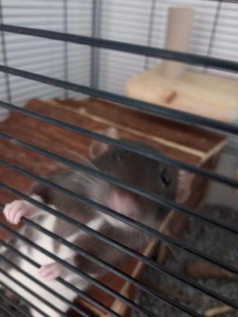 Image 3 of 2 Cute Female Rats (7 months old)