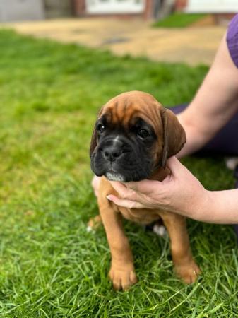 Image 6 of Stunningly Perfect 6 week old KC Pedigree Boxer puppies.