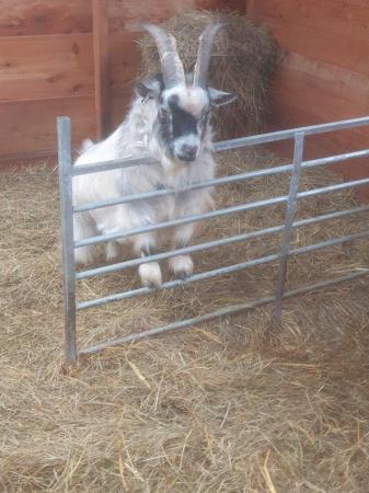 Image 2 of PGC Registered Billy Goat For Hire