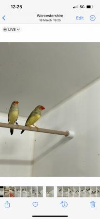 Image 5 of 2 pairs of star finches