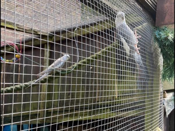 Image 2 of 2 adult white face cockatiels