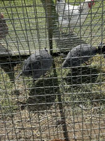 Image 1 of X2 Guinea fowl possible pearled grey