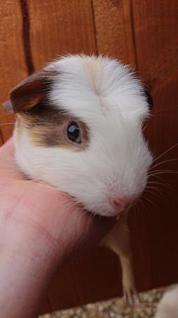 Image 1 of Adult Male and Female Guinea Pigs Available