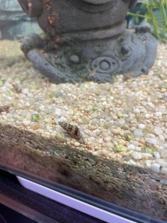 Image 5 of Assassin snails (Clea helena) for sale