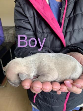 Image 1 of French bulldog puppies stunning blue light fawn