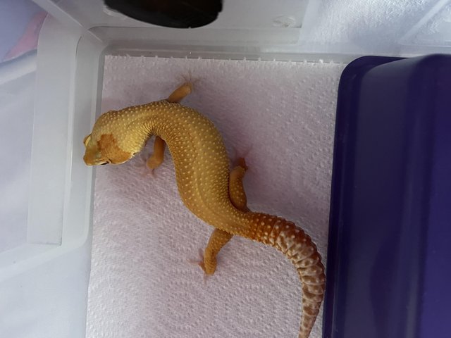 Preview of the first image of Female Leopard Gecko Tangerine Typhoon.