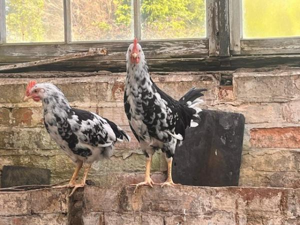 Image 3 of 5x Pure Exchequer leghorn cockerels for sale
