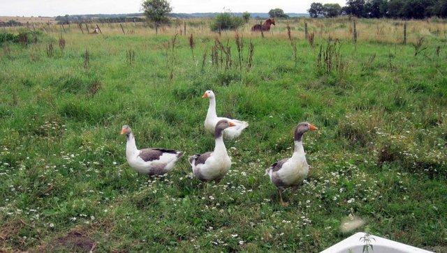 Image 1 of Pure Bred West of England Geese