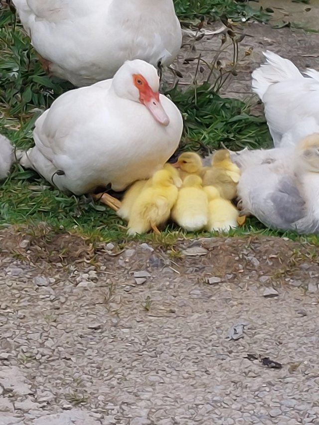 Preview of the first image of Muscovy ducklings for sale.
