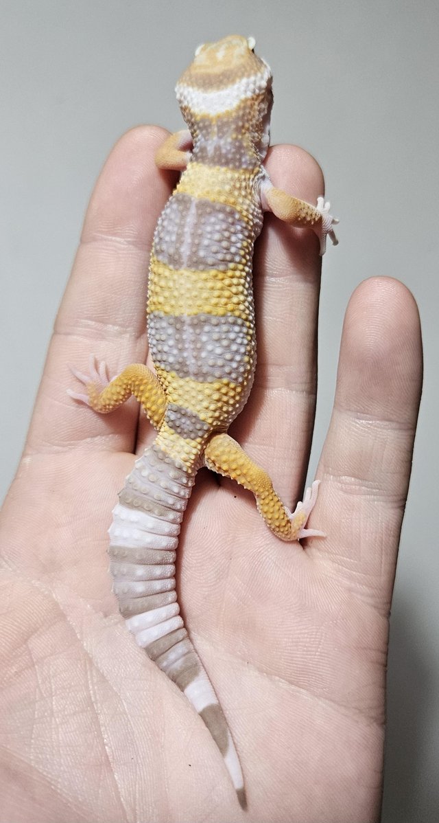 Preview of the first image of Home bred leopard gecko ready next weekend.