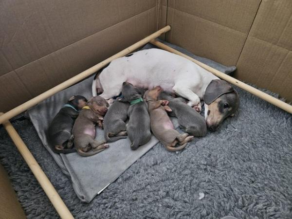 Image 4 of *3 Left* Miniature Dachshund Puppies