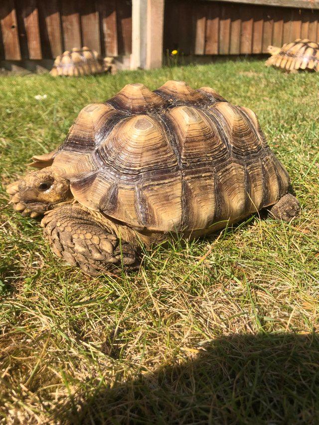 Preview of the first image of Female Sulcata Tortoise for sale.