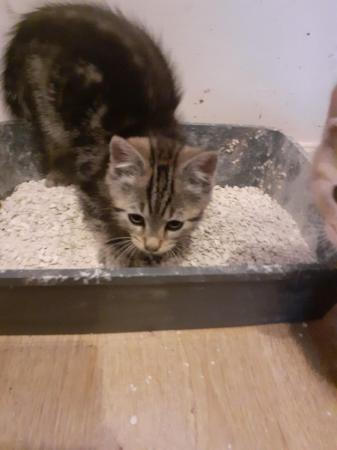 Image 2 of Kittens ready to find their loving homes