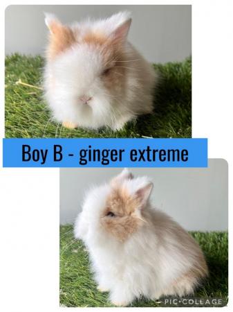 Image 4 of Stunning double mained lionhead babies