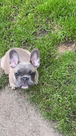 Image 9 of French bulldog puppies boy and girl