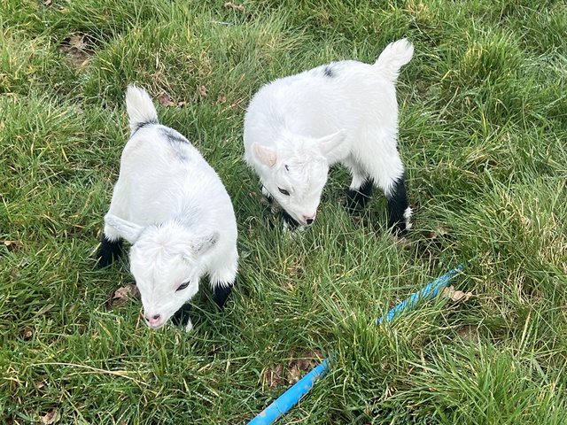 Preview of the first image of Pygmy goat kids for sale.