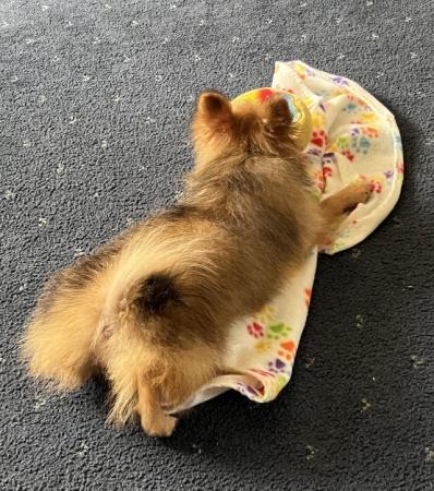 Image 1 of 6 mnth pomeranian red girl