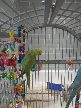 Image 4 of For Sale Pair of Male Ringneck Parrots