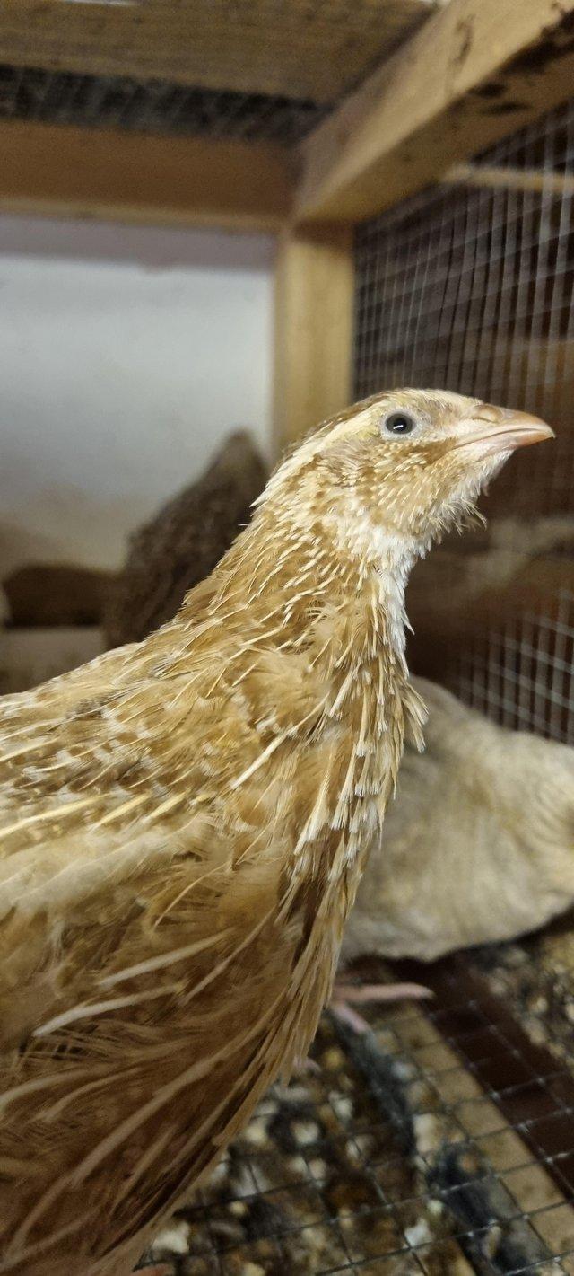 Preview of the first image of QUAIL! Japenese coturnix  Various ages. Various colours..
