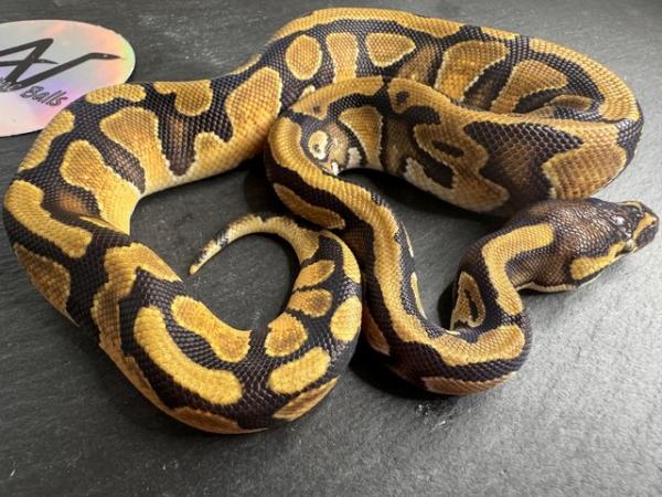 Image 6 of CB23 0.1 Fire OD Het pied royal/ball python baby
