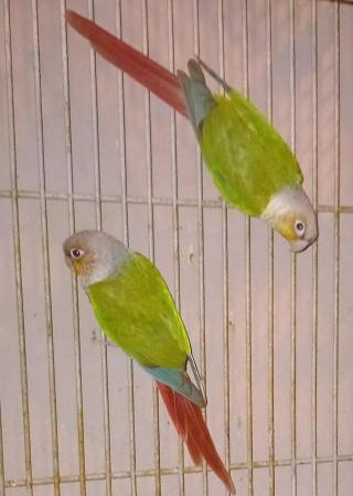 Image 4 of Unsexed pair pineapple conure parrots
