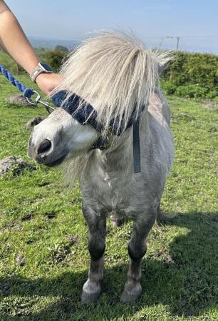 Image 2 of Licenced Shetland Pony stallion