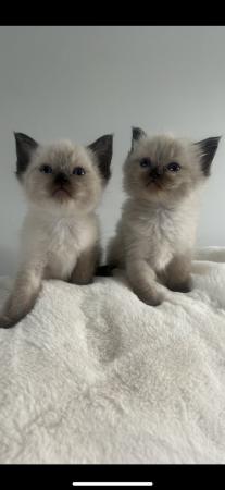 Image 13 of Our beautiful rag doll kittens