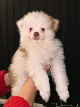 Image 2 of Fluffy Pomeranian pups ready now 1 boy available